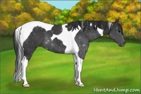 Horse Color:Black Tobiano 