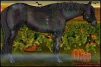 Horse Color:Midnight Blue Onyx 