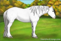 Horse Color:Bay Splash Tobiano Blanket 