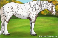 Horse Color:Silver Black Splash Tobiano Near Leopard 