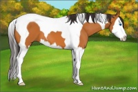 Horse Color:Buckskin Splash Tobiano 