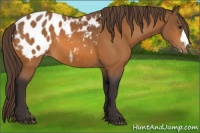 Horse Color:Buckskin Appaloosa