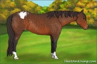 Horse Color:Buckskin Appaloosa 