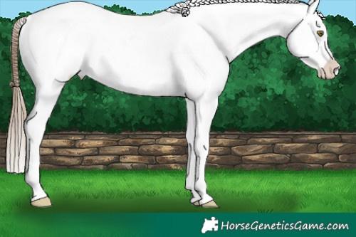 Horse Color:Liver Chestnut Pearl Sabino Appaloosa Rabicano