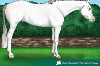 Horse Color:Liver Chestnut Pearl Sabino Appaloosa Rabicano
