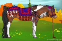 Horse Color:Bay Tobiano Appaloosa