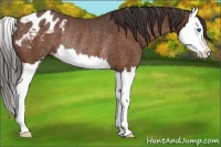 Horse Color:Buckskin Roan Splash Appaloosa Rabicano 