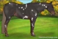 Horse Color:White Spotted Liver Chestnut 