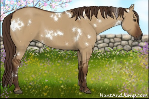 Horse Color:Gray White Spotted Red Dun 