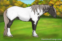 Horse Color:Gray Silver Black Appaloosa