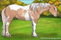 Horse Color:Silver Sable Champagne Tobiano 