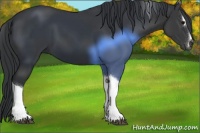 Horse Color:Black Sabino Tobiano 