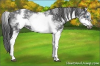 Horse Color:White Spotted Blue Roan Splash Frame Varnish 