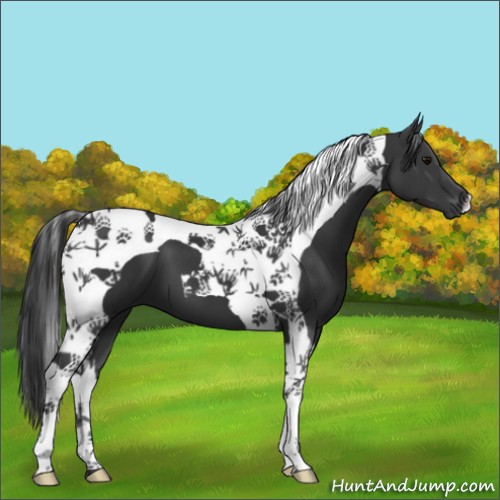 Horse Color:Black Tobiano