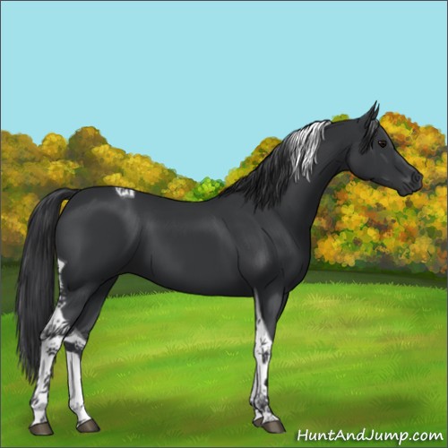 Horse Color:Black Tobiano 