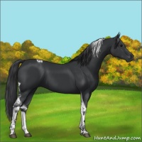 Horse Color:Black Tobiano