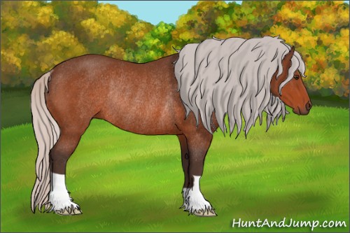 Horse Color:Silver Brown Rabicano 