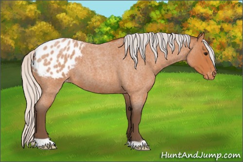 Horse Color:Silver Bay Roan Appaloosa 