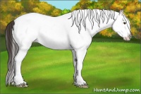 Horse Color:White Spotted Bay Splash