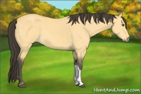 Horse Color:Buckskin Dun 