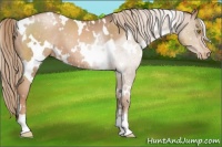 Horse Color:White Spotted Liver Chestnut Pearl Appaloosa