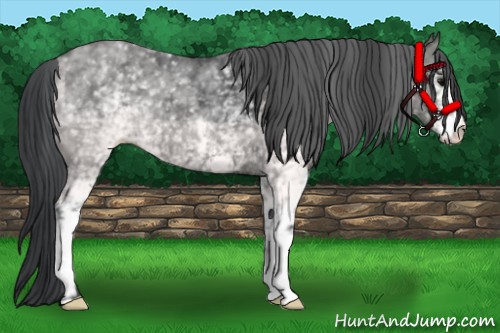 Horse Color:White Spotted Black