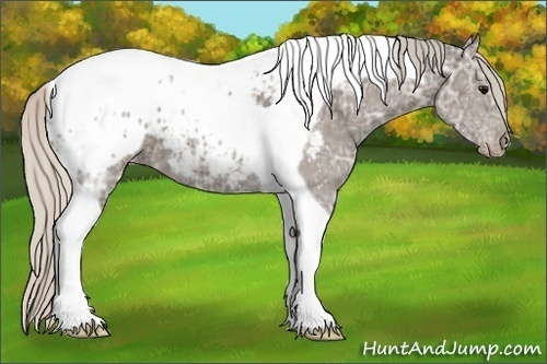 Horse Color:Silver Black Ice Tobiano Appaloosa 