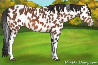 Horse Color:Bay Appaloosa