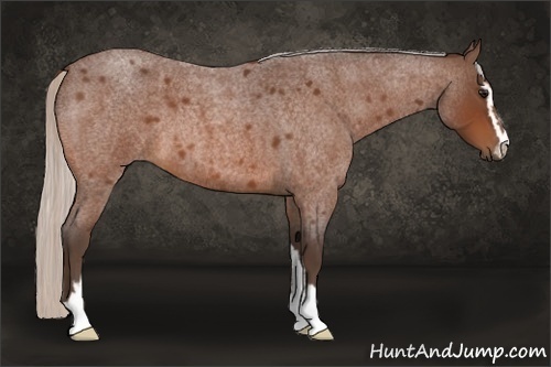 Horse Color:Silver Bay Roan Sabino