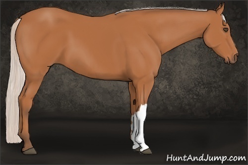 Horse Color:Silver Bay 