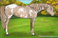 Horse Color:White Spotted Liver Chestnut Pearl Sabino Snowcap 