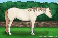 Horse Color:Smoky Grullo Pearl 