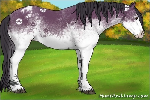Horse Color:White Spotted Bay Sabino Appaloosa
