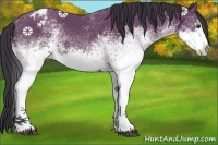 Horse Color:White Spotted Bay Sabino Appaloosa 
