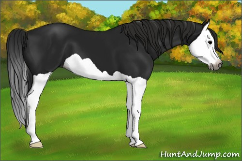 Horse Color:Gray Black Splash 