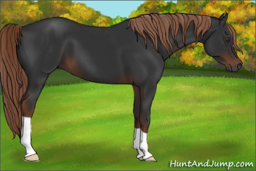 Horse Color:Gray Liver Chestnut 