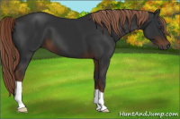 Horse Color:Gray Liver Chestnut 