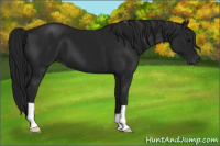 Horse Color:Gray Black 