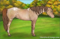 Horse Color:White Spotted Liver Chestnut Pearl Appaloosa 