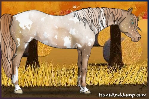 Horse Color:White Spotted Liver Chestnut Pearl Appaloosa 