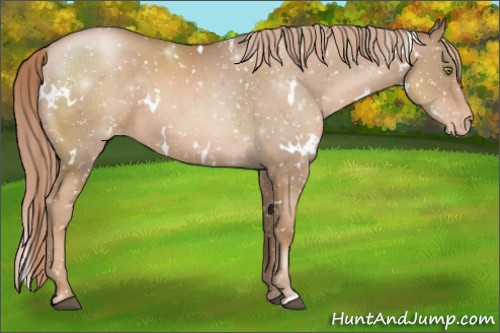 Horse Color:White Spotted Liver Chestnut Pearl Appaloosa 