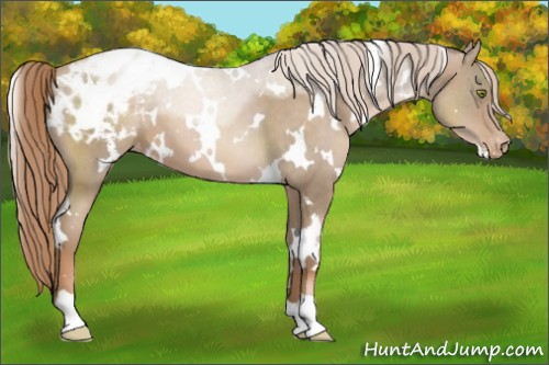 Horse Color:White Spotted Liver Chestnut Pearl Appaloosa 