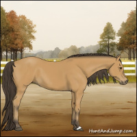 Horse Color:Buckskin 