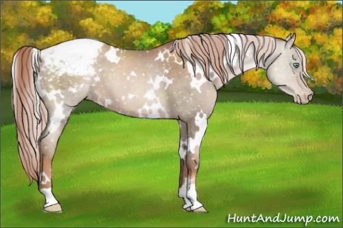 Horse Color:White Spotted Liver Chestnut Pearl Snowcap 