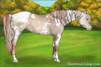 Horse Color:White Spotted Liver Chestnut Pearl Snowcap
