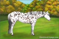 Horse Color:Brown Sabino Appaloosa 