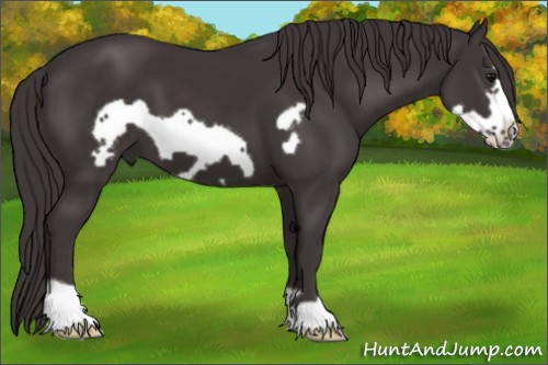 Horse Color:Smoky Black Frame 