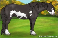 Horse Color:Smoky Black Frame 