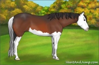 Horse Color:Bay Splash 