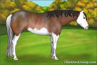 Horse Color:Brown Sabino Splash Rabicano 